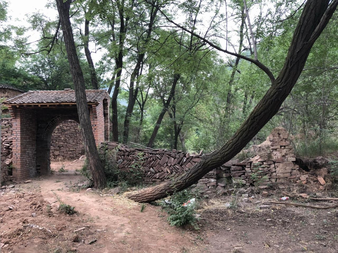 BIM建筑|与树和老土墙共生——军械库咖啡 / 三文建筑