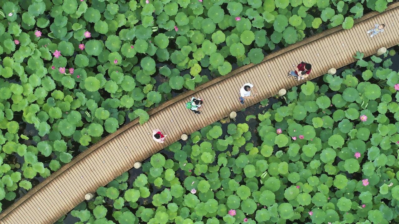 BIM建筑|古劳水乡文化生态旅游度假区宾客中心 / 深圳华汇设计