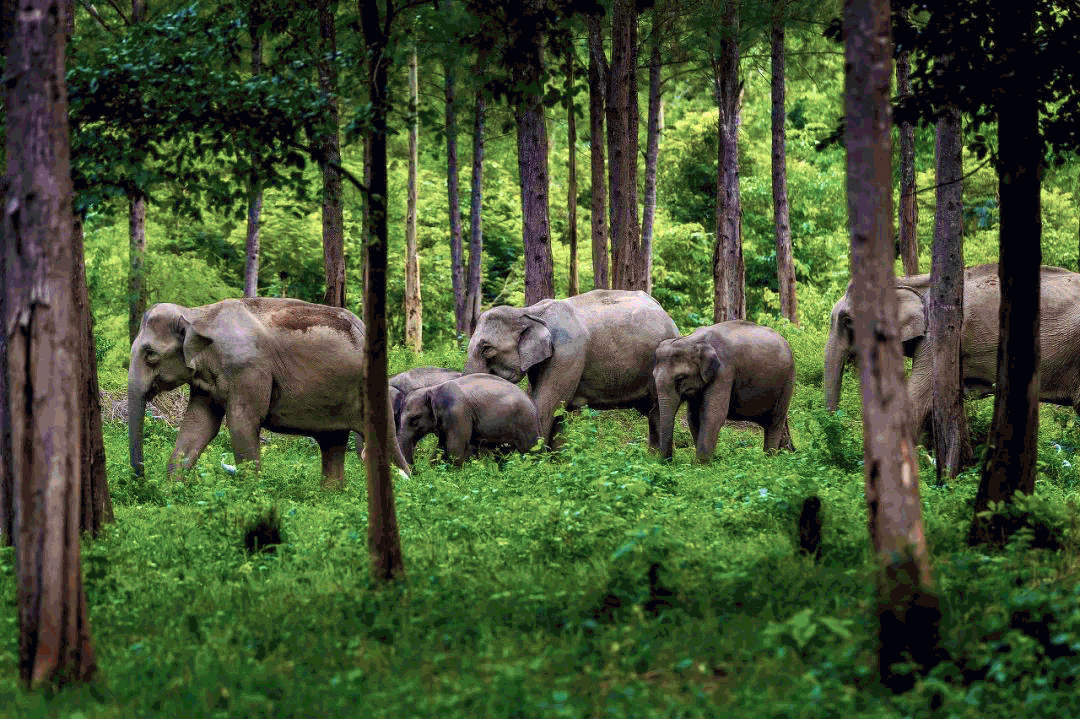 BIM建筑|雀舞彩云：中老铁路-西双版纳站室内设计 / CCDI悉地国际