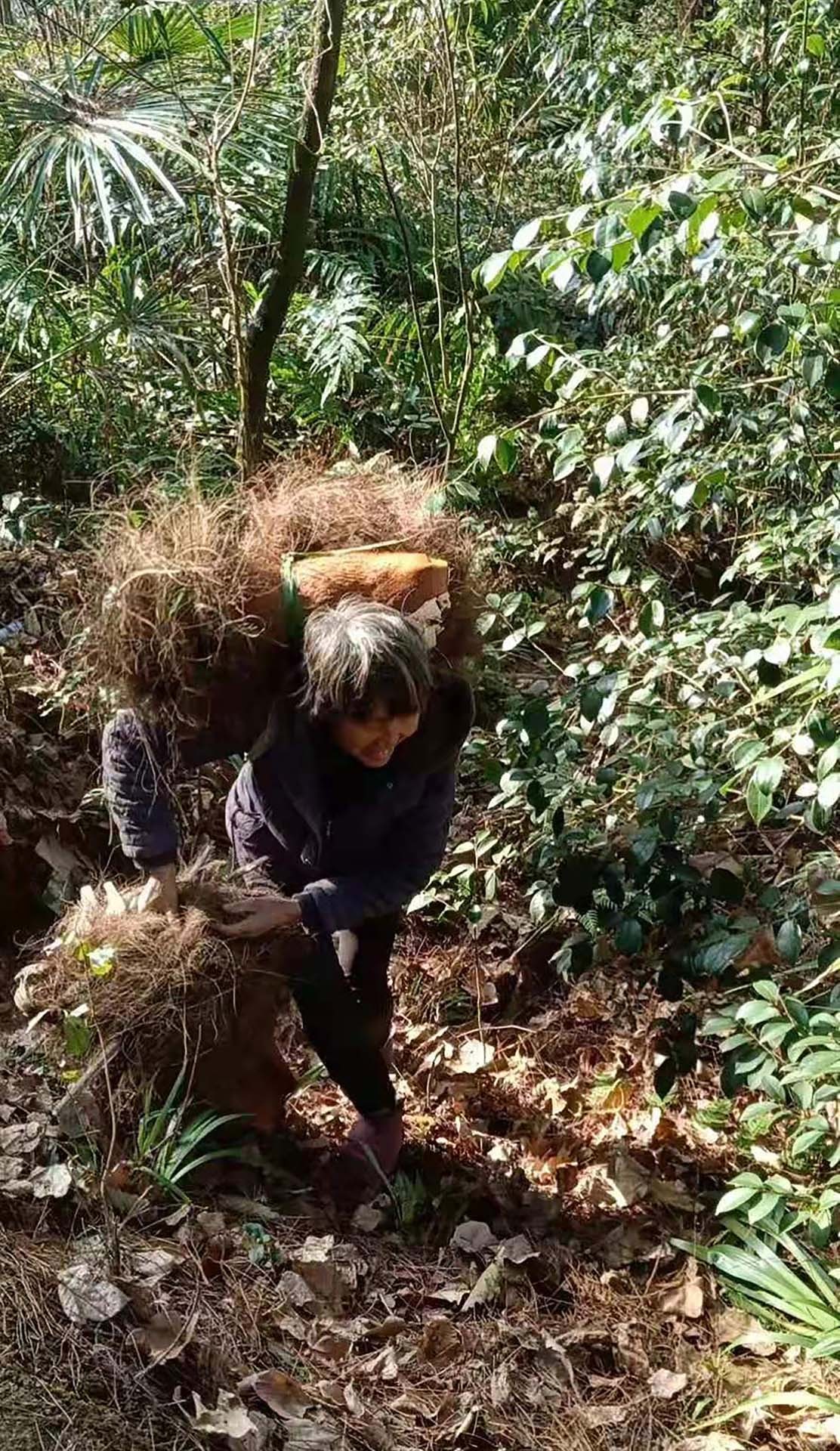 BIM建筑|花海竹亭，城市公园针灸式更新 / 竖梁社 + 华南理工大学建筑学院