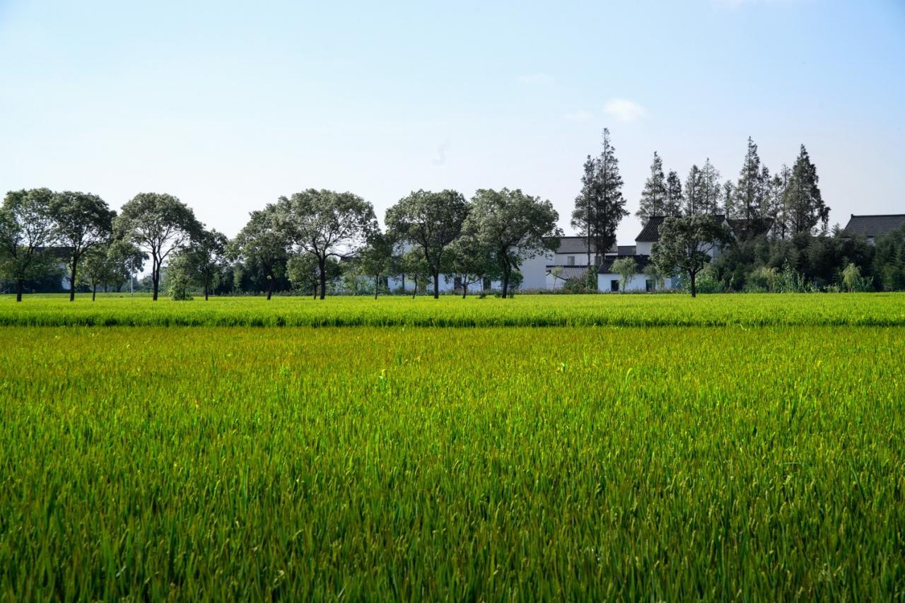 BIM建筑|低成本整村改造实践：上海奉贤李窑村乡村振兴 / 水石设计