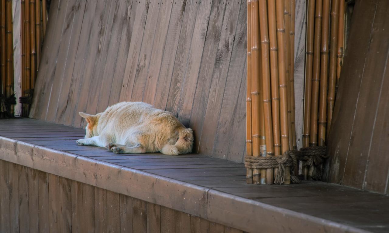 BIM建筑|低成本整村改造实践：上海奉贤李窑村乡村振兴 / 水石设计