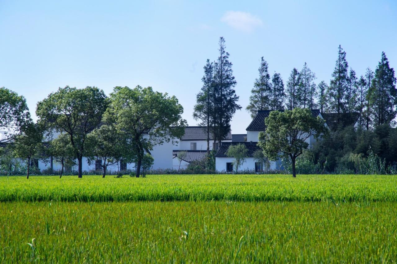 BIM建筑|低成本整村改造实践：上海奉贤李窑村乡村振兴 / 水石设计