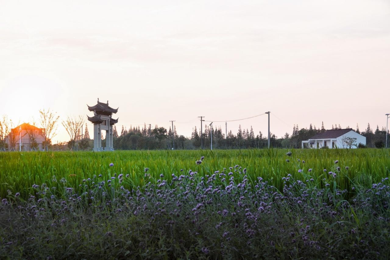 BIM建筑|低成本整村改造实践：上海奉贤李窑村乡村振兴 / 水石设计