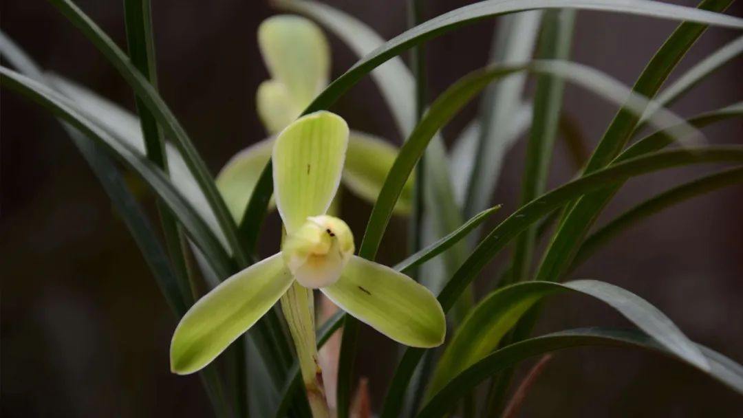 BIM建筑|兰花阁 ：‘城市山谷’中的滨河商街 / UUA