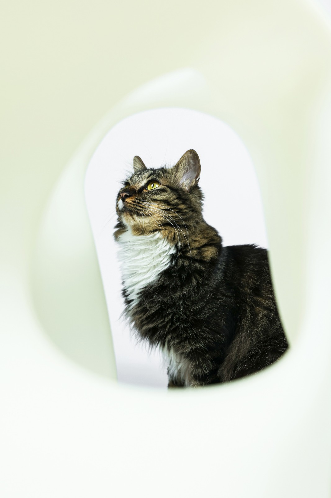 BIM建筑|假如业主是一只猫:猫立方系列 / 杜雷