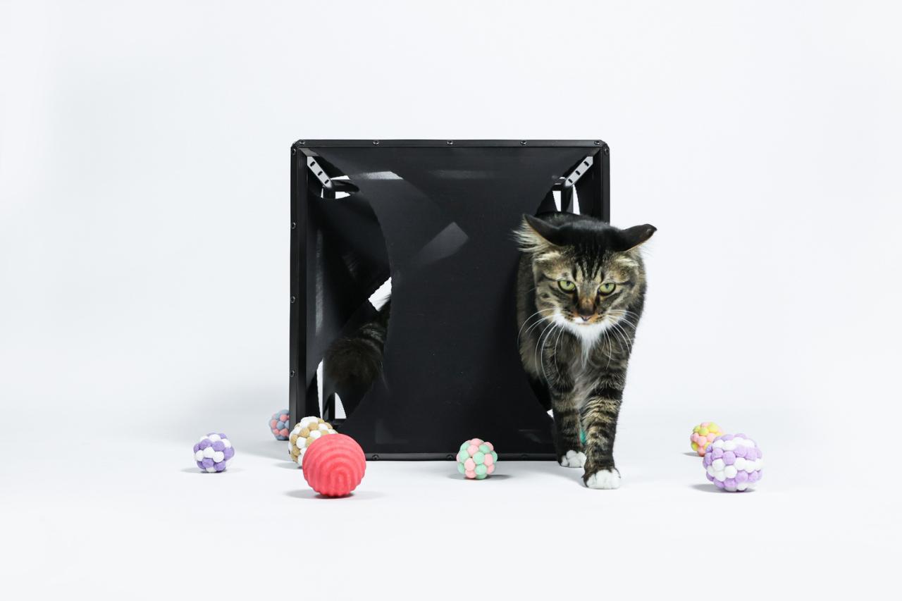 BIM建筑|假如业主是一只猫:猫立方系列 / 杜雷