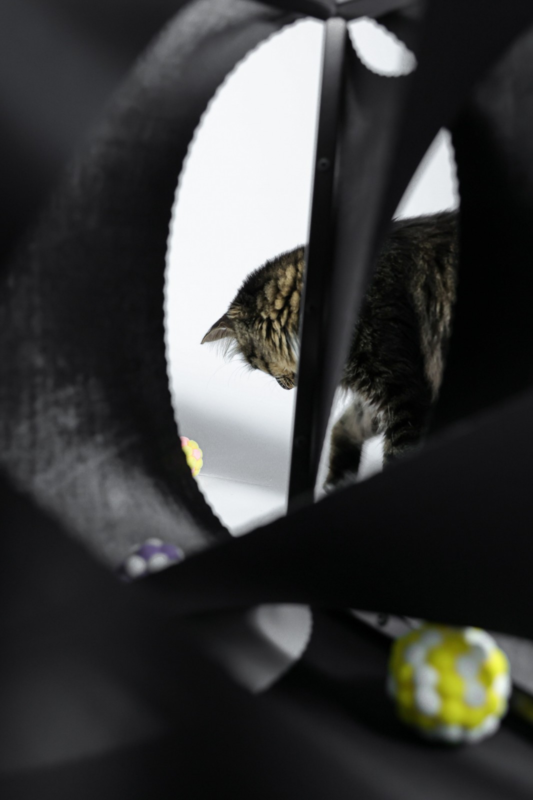 BIM建筑|假如业主是一只猫:猫立方系列 / 杜雷