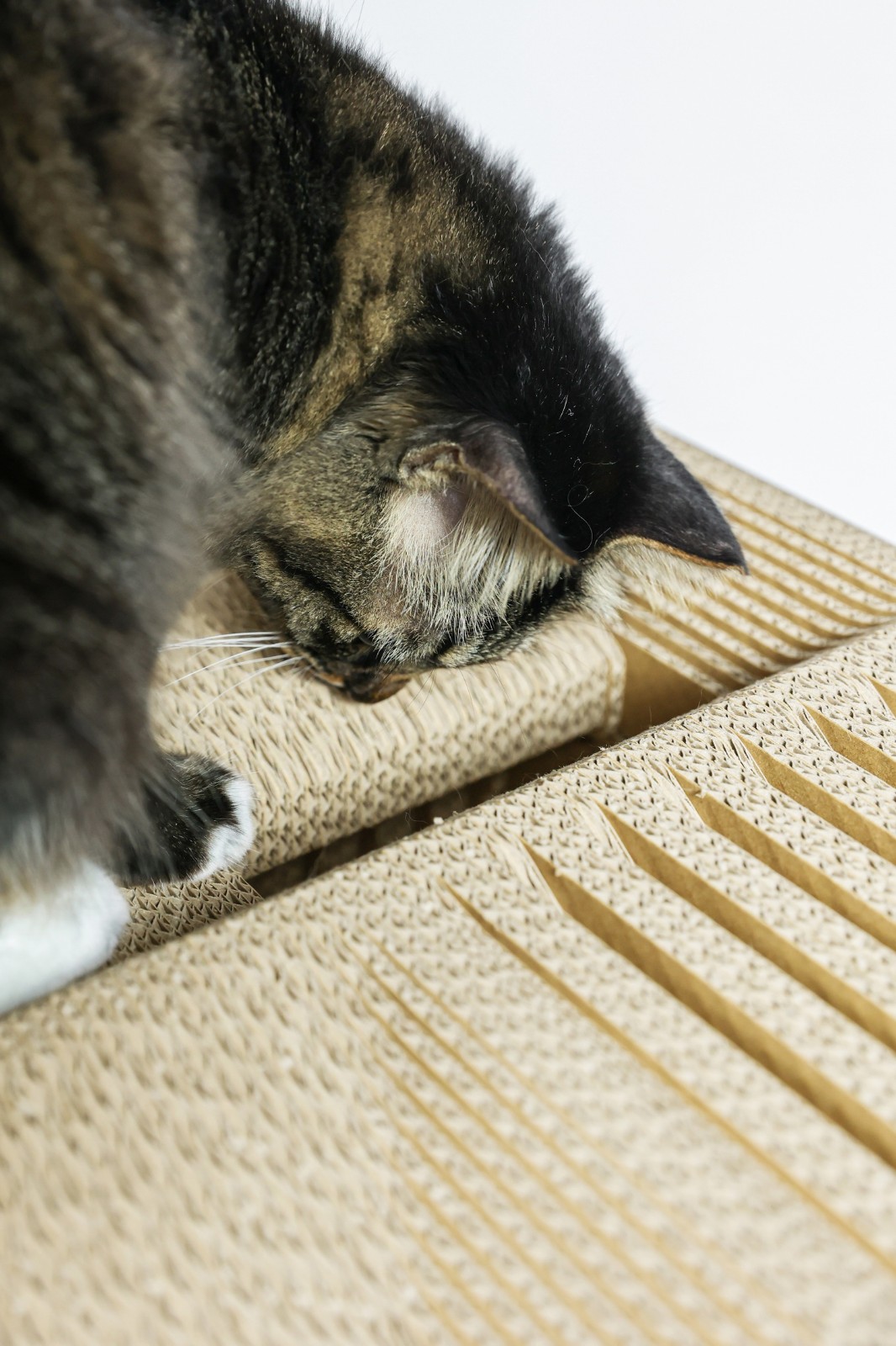 BIM建筑|假如业主是一只猫:猫立方系列 / 杜雷