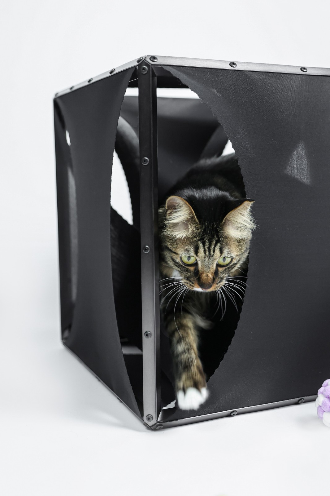 BIM建筑|假如业主是一只猫:猫立方系列 / 杜雷