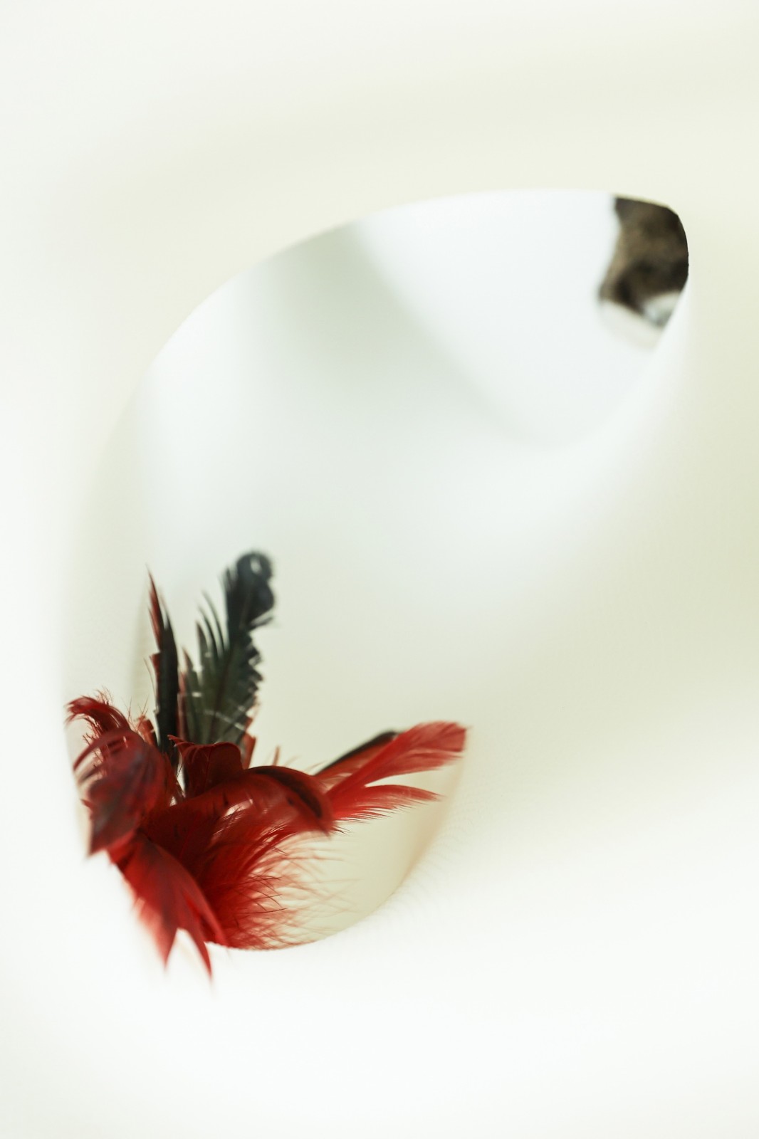 BIM建筑|假如业主是一只猫:猫立方系列 / 杜雷