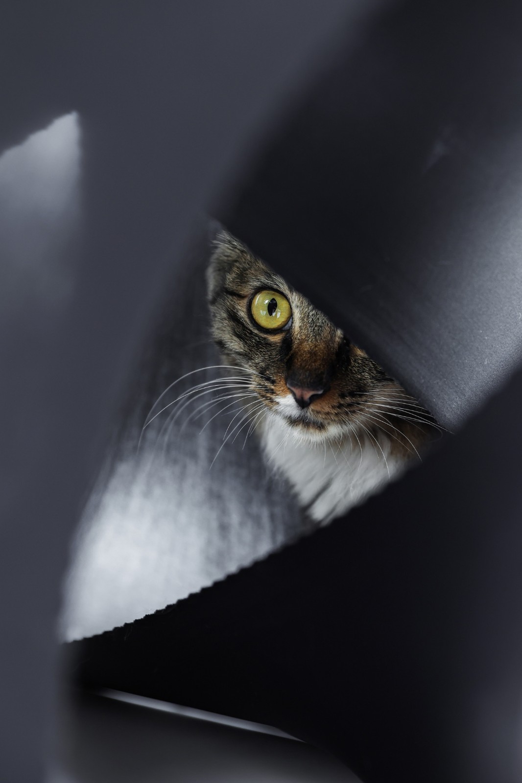 BIM建筑|假如业主是一只猫:猫立方系列 / 杜雷