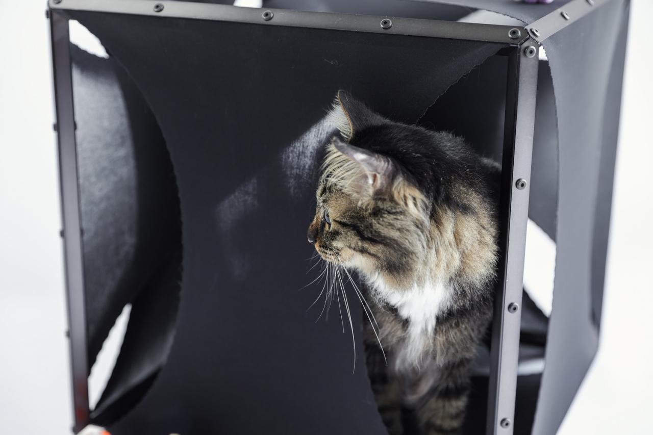 BIM建筑|假如业主是一只猫:猫立方系列 / 杜雷