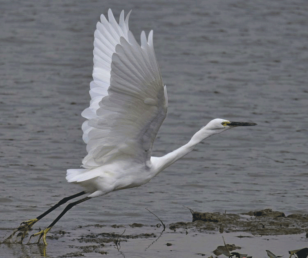 BIM建筑|扬帆起航 · 南京江心洲生态科技产业园 / 简和建筑