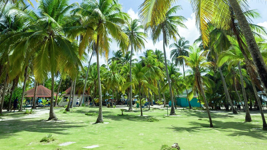 BIM建筑|丛林树屋：在加勒比海边做一场满是棕榈叶的梦 / 繁星建筑工作室