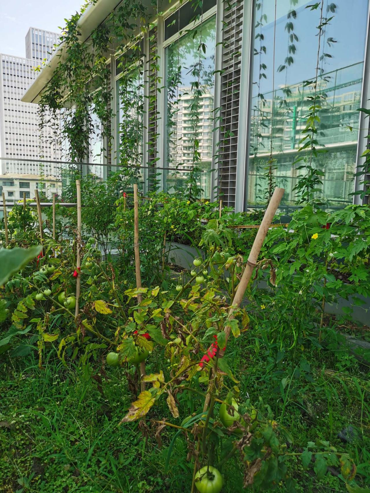 BIM建筑|中建滨湖设计总部 / 中国建筑西南设计研究院