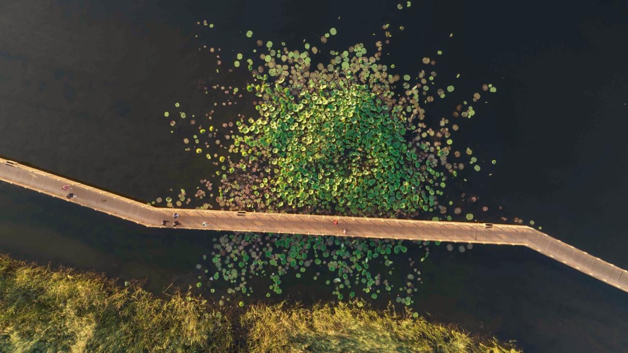 BIM建筑|雄安白洋淀水岸公园 / TLS景观设计事务所