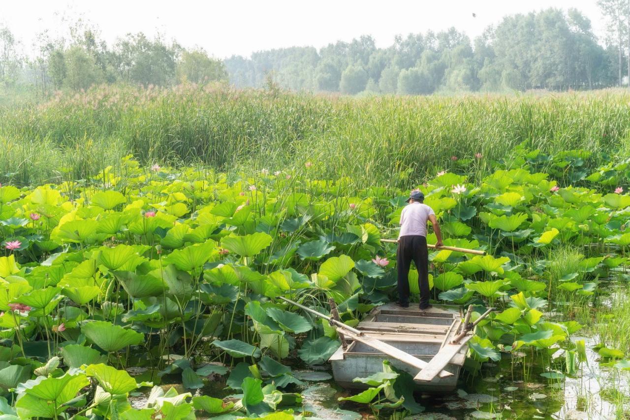 BIM建筑|雄安白洋淀水岸公园 / TLS景观设计事务所