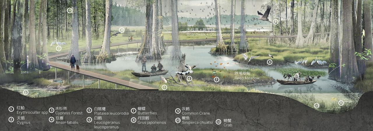 BIM建筑|雄安白洋淀水岸公园 / TLS景观设计事务所