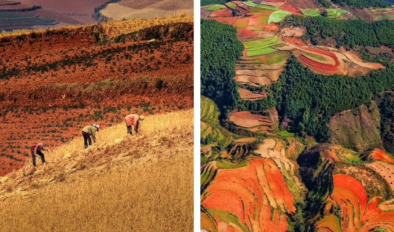 BIM建筑|红色石阵，云南东风韵艺术中心 / 孟凡浩