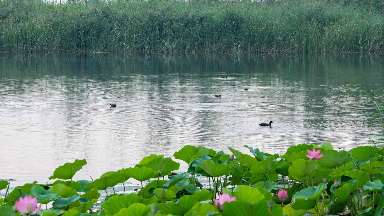 BIM建筑|雄安白洋淀水岸公园 / TLS景观设计事务所