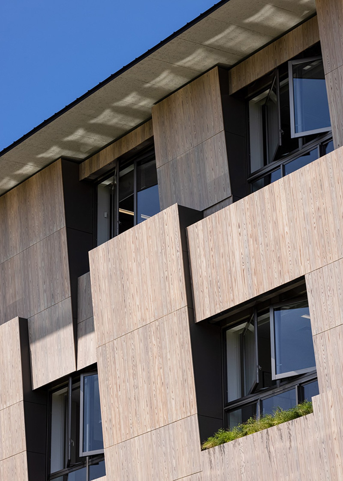 BIM建筑|横滨国际学校，内外均木质饰面 / 大成建设 + 隈研吾建筑都市设计事务所