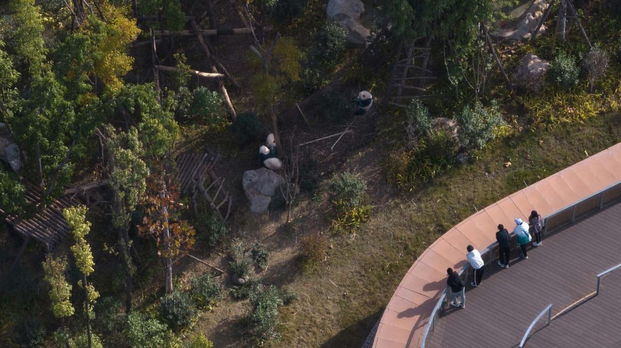 BIM建筑|成都熊猫新舍: 溪谷林壑间的自然栖居 / EID Arch姜平工作室