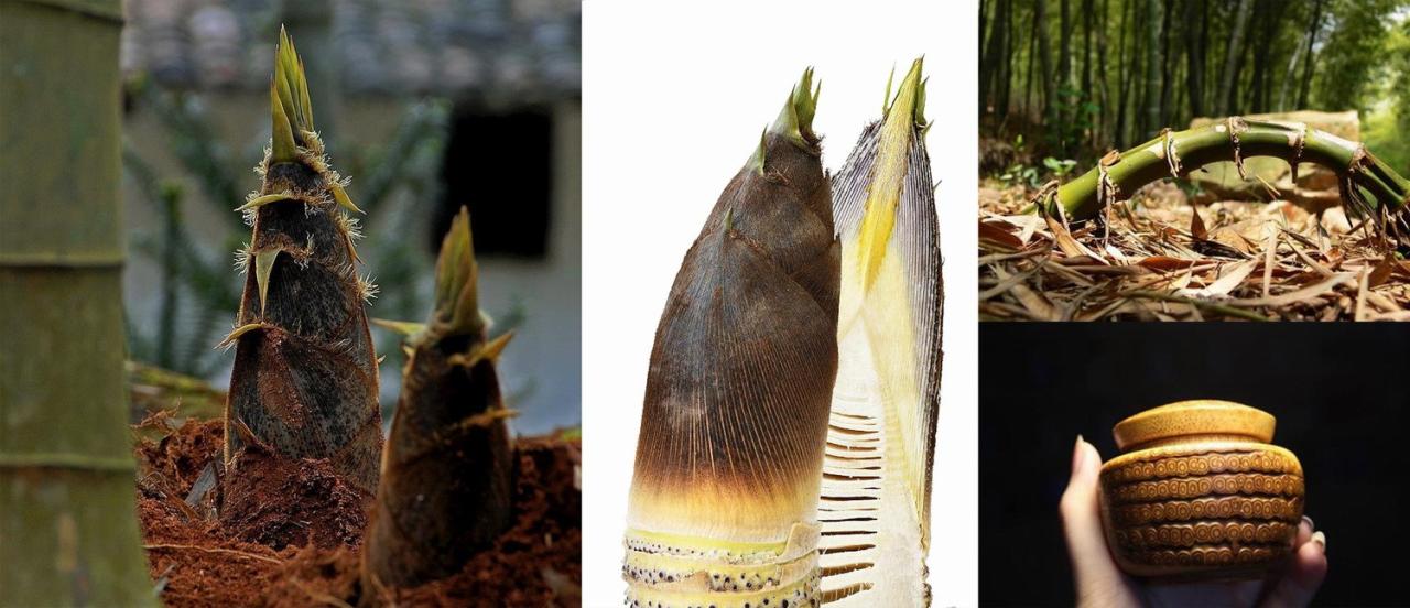 BIM建筑|竹文化的意象解读：崇州·竹艺村游客中心 / 小隐建筑