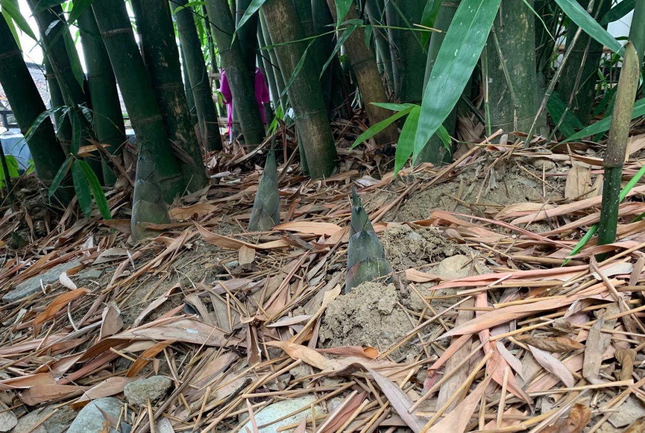 BIM建筑|竹文化的意象解读：崇州·竹艺村游客中心 / 小隐建筑