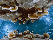 BIM建筑|反方向的构筑：蘑菇砖金字塔 / 陆轶辰 , Link-Arc建筑事务所