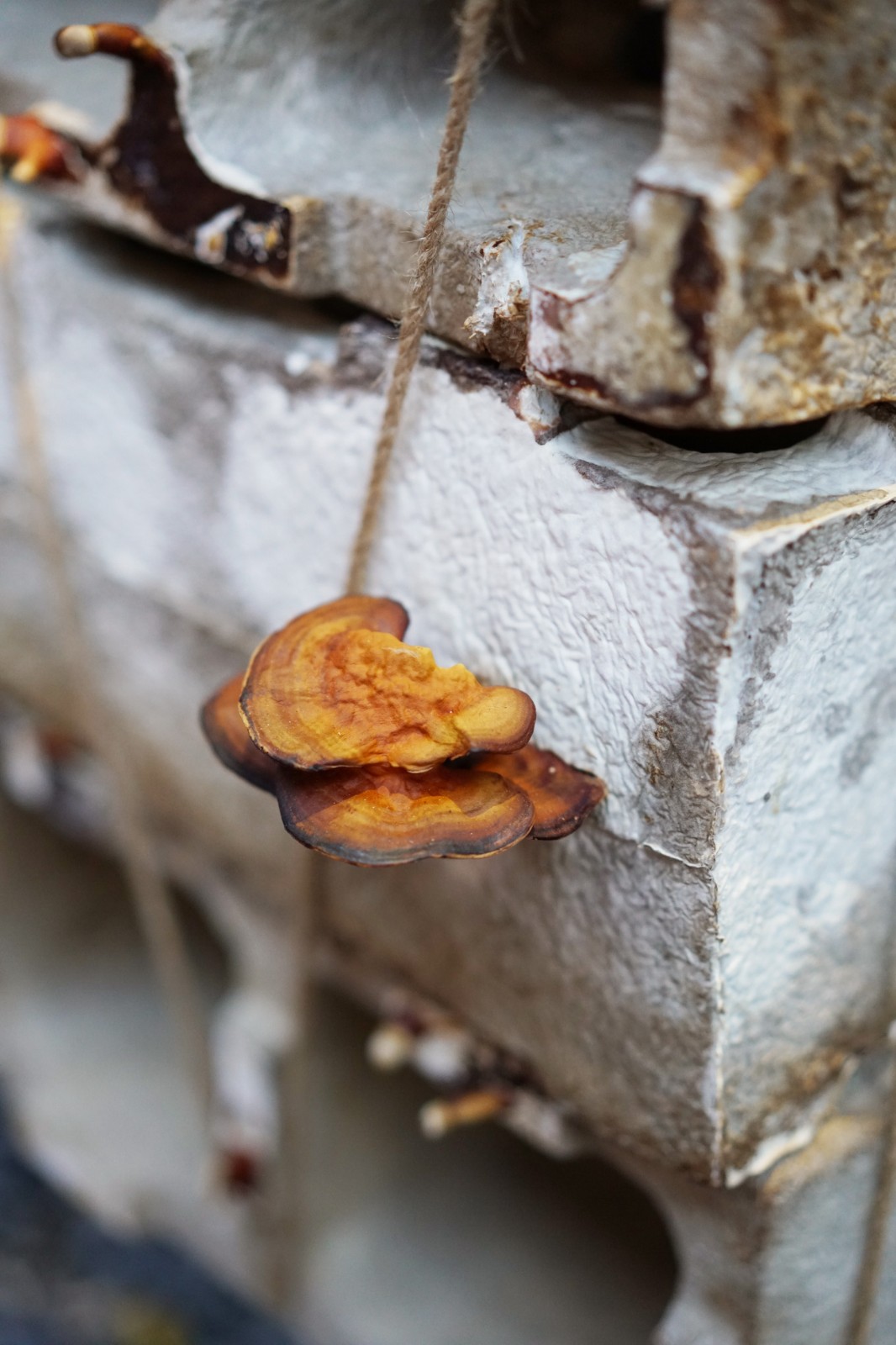 BIM建筑|反方向的构筑：蘑菇砖金字塔 / 陆轶辰 , Link-Arc建筑事务所