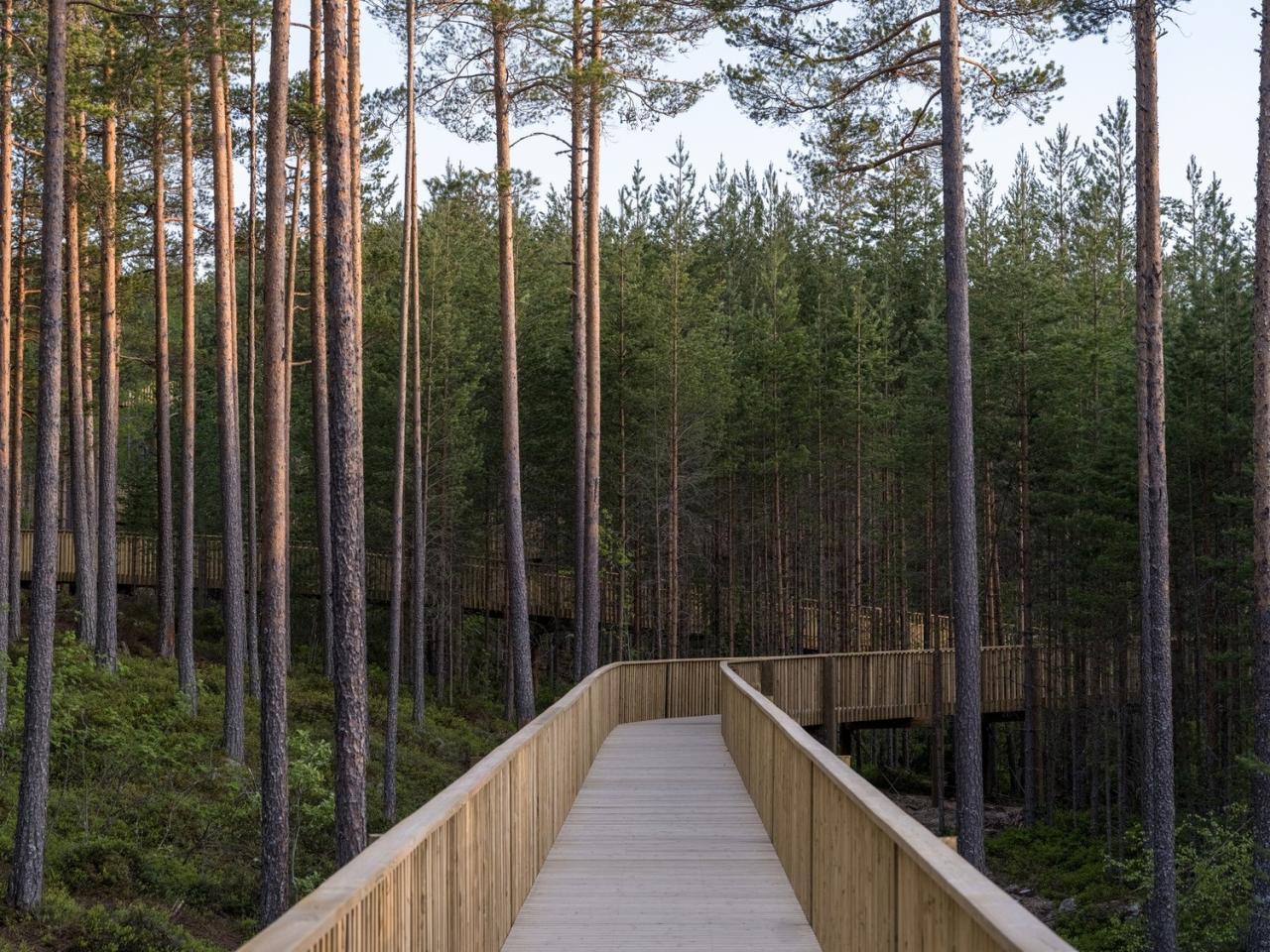 BIM建筑|树顶漫步，Hamaren 活动公园 / EFFEKT