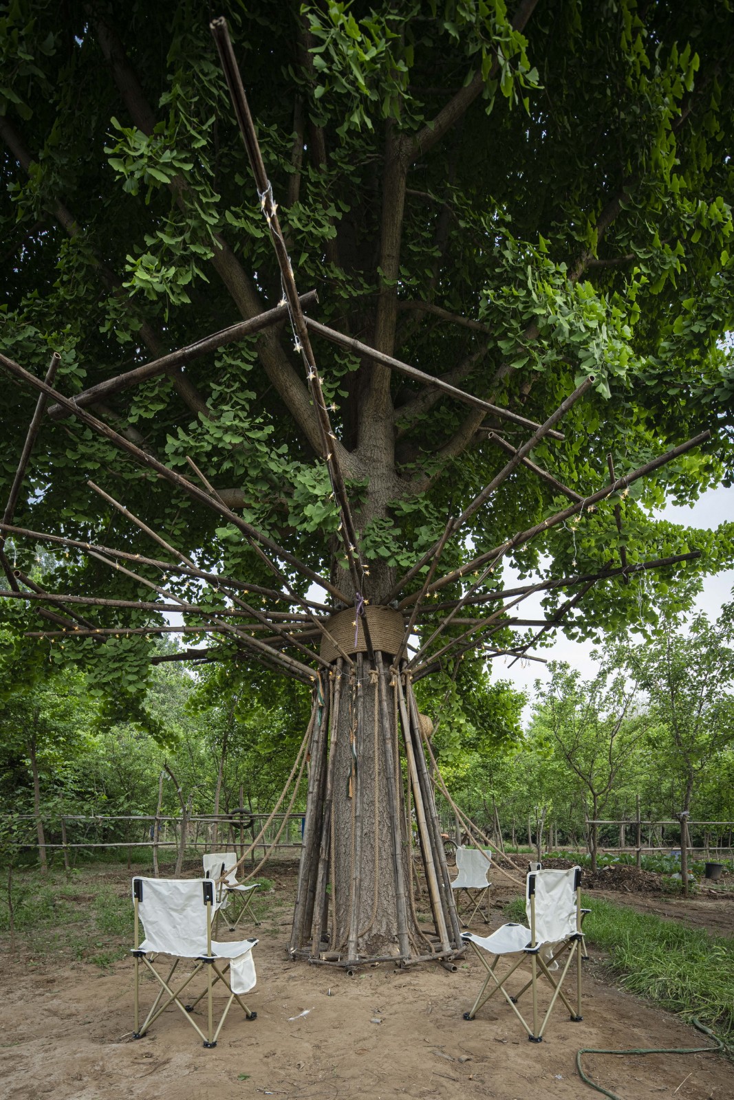 BIM建筑|拥抱可持续：竹装置 Tree of Life / UK Studio