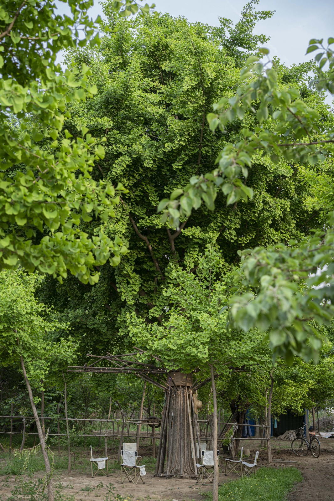 BIM建筑|拥抱可持续：竹装置 Tree of Life / UK Studio