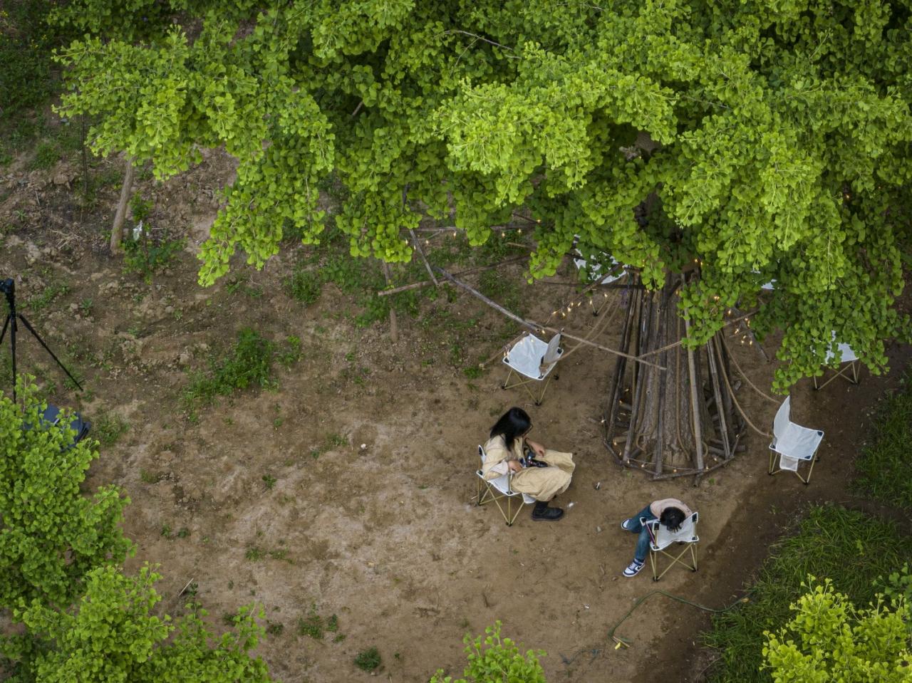 BIM建筑|拥抱可持续：竹装置 Tree of Life / UK Studio