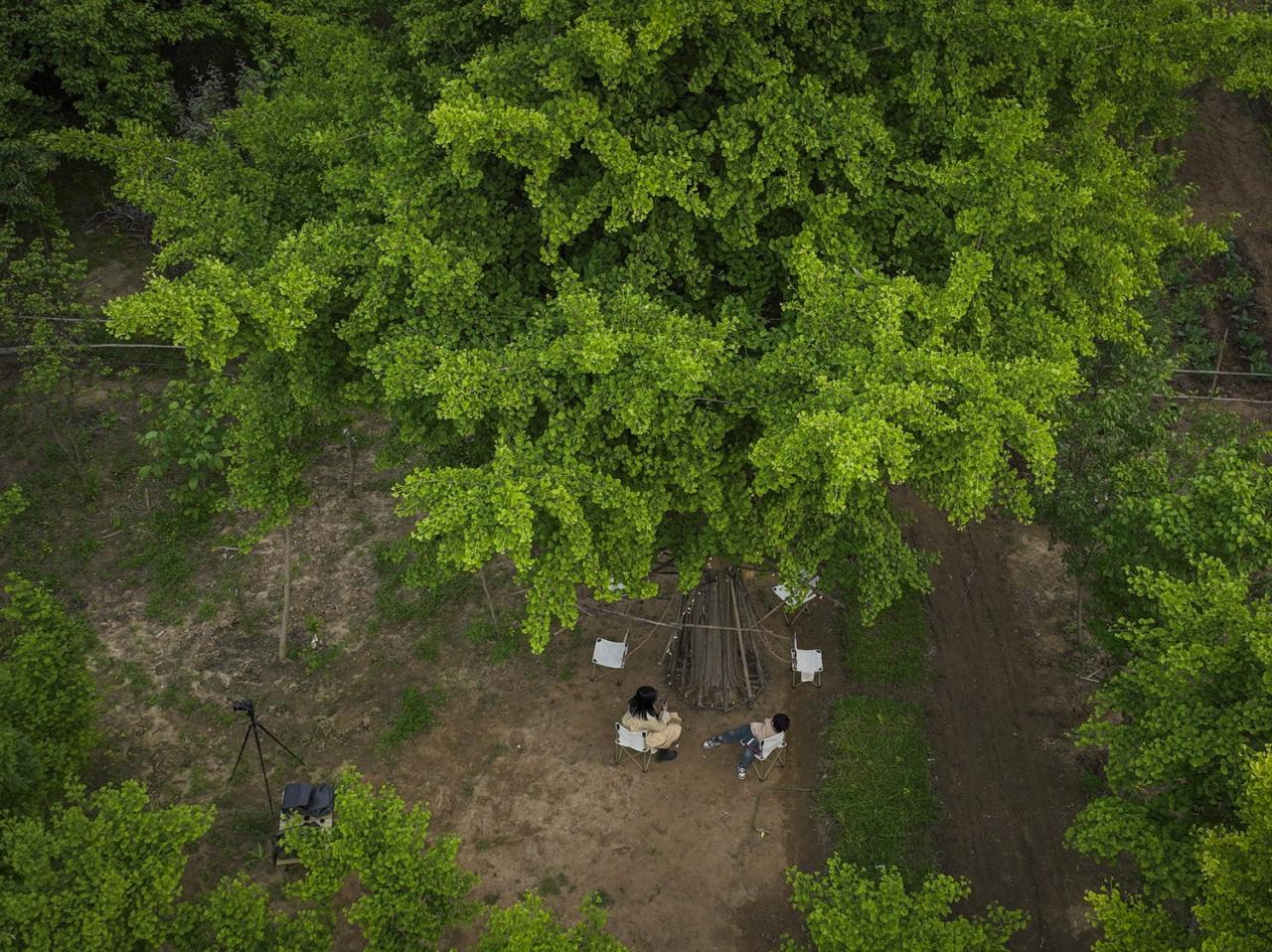BIM建筑|拥抱可持续：竹装置 Tree of Life / UK Studio