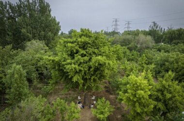 BIM建筑|拥抱可持续：竹装置 Tree of Life / UK Studio-BIM建筑网