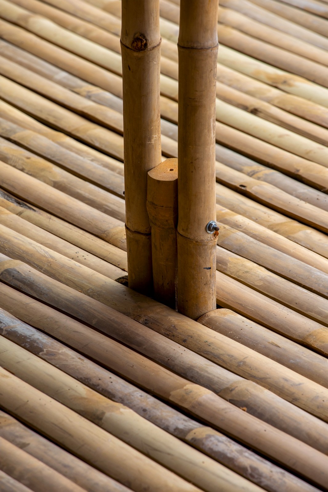 BIM建筑|适应气候变化，漂浮竹屋 / H&P Architects