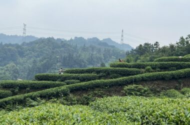 BIM建筑|云台阅野：漂浮在茶田上的民宿 / 岩川建筑设计-BIM建筑网