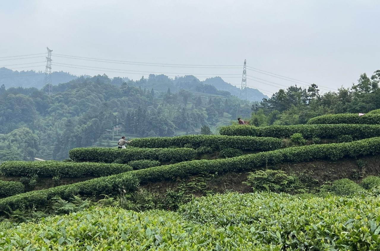 BIM建筑|云台阅野：漂浮在茶田上的民宿 / 岩川建筑设计