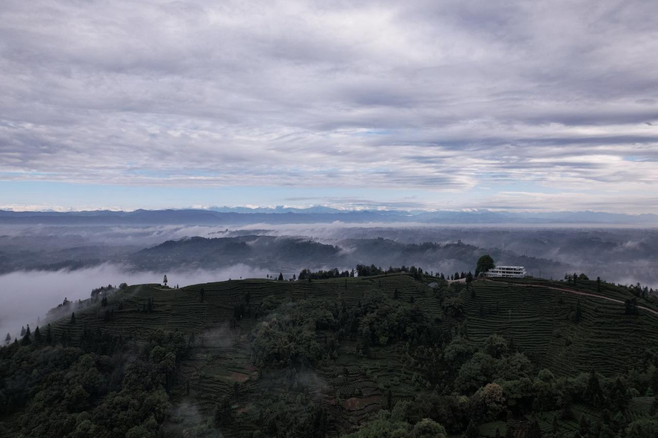 BIM建筑|云台阅野：漂浮在茶田上的民宿 / 岩川建筑设计