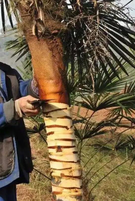 BIM建筑|面朝花海的棕厕 / 在行建筑