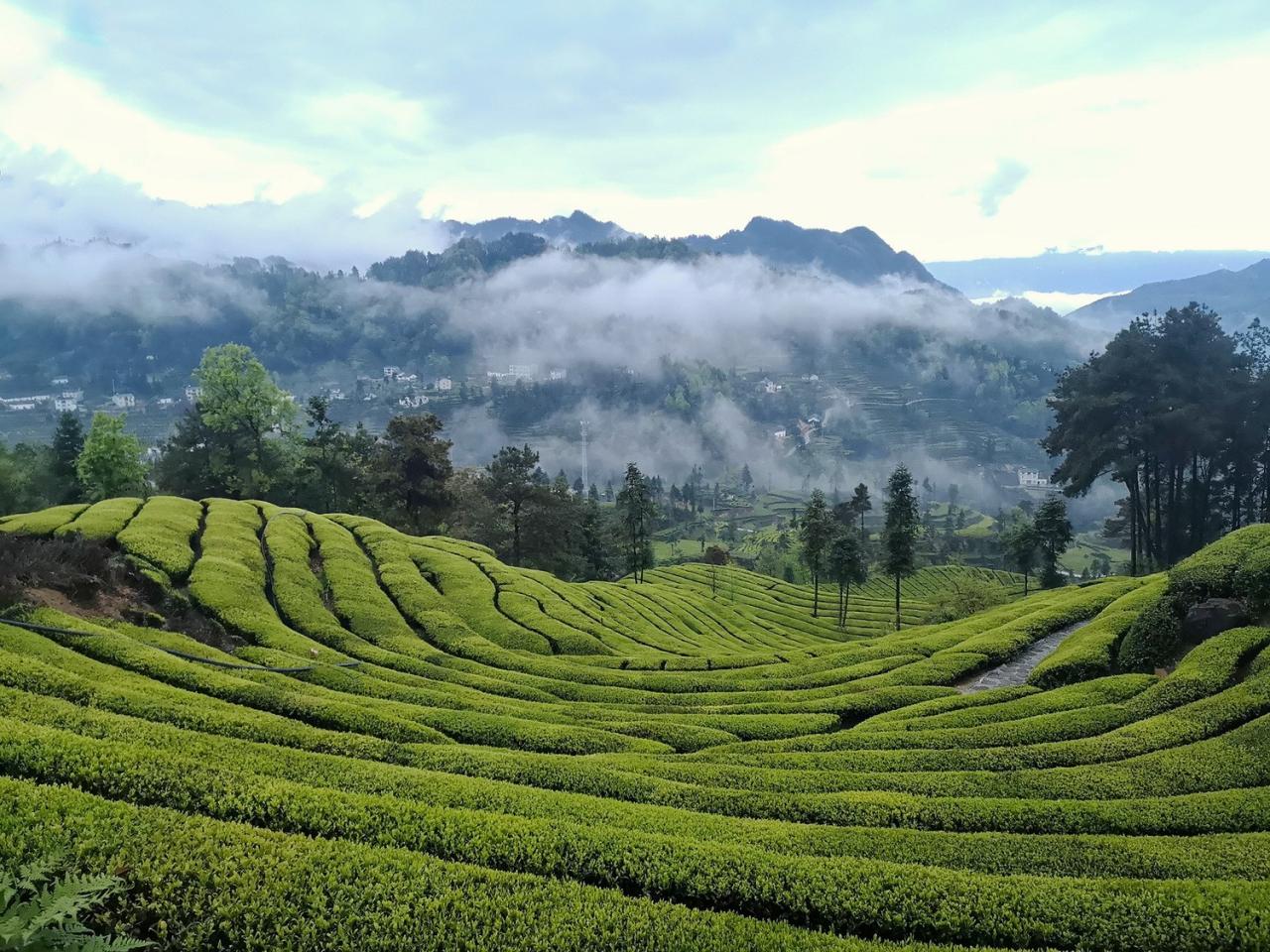 BIM建筑|三峡茶旅小镇展示中心 / 建筑营设计工作室