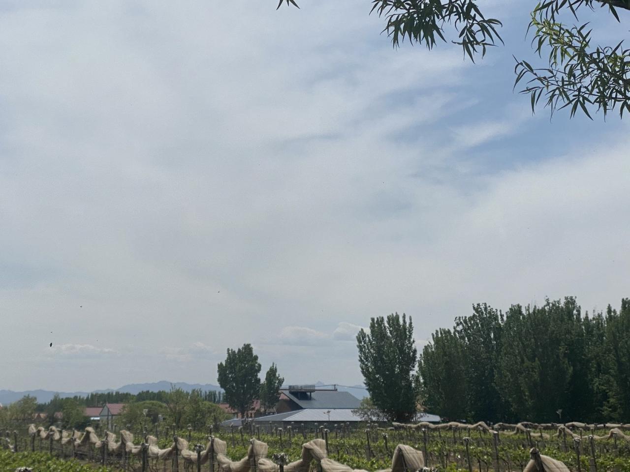 BIM建筑|疯癫是理性的礼物：板泉之野民宿与营地 / 大料建筑