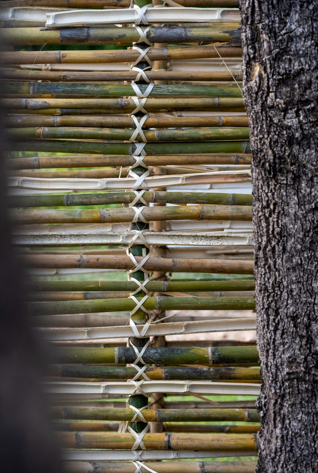 BIM建筑|ASA LANNA 展馆 / Yangnar Studio