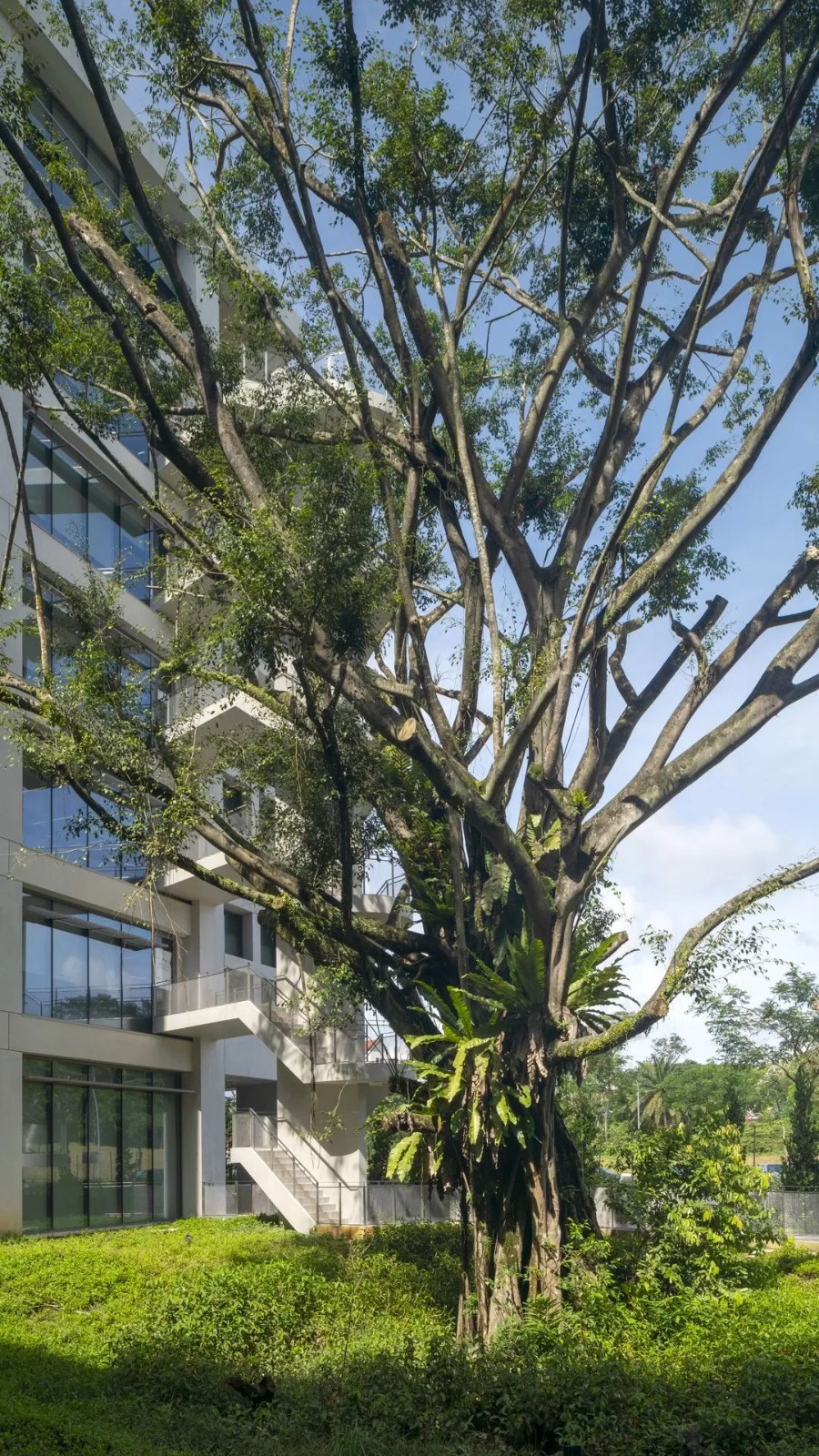 BIM建筑|开启花园办公的未来形态：盛裕集团总部 / Surbana Jurong Campus