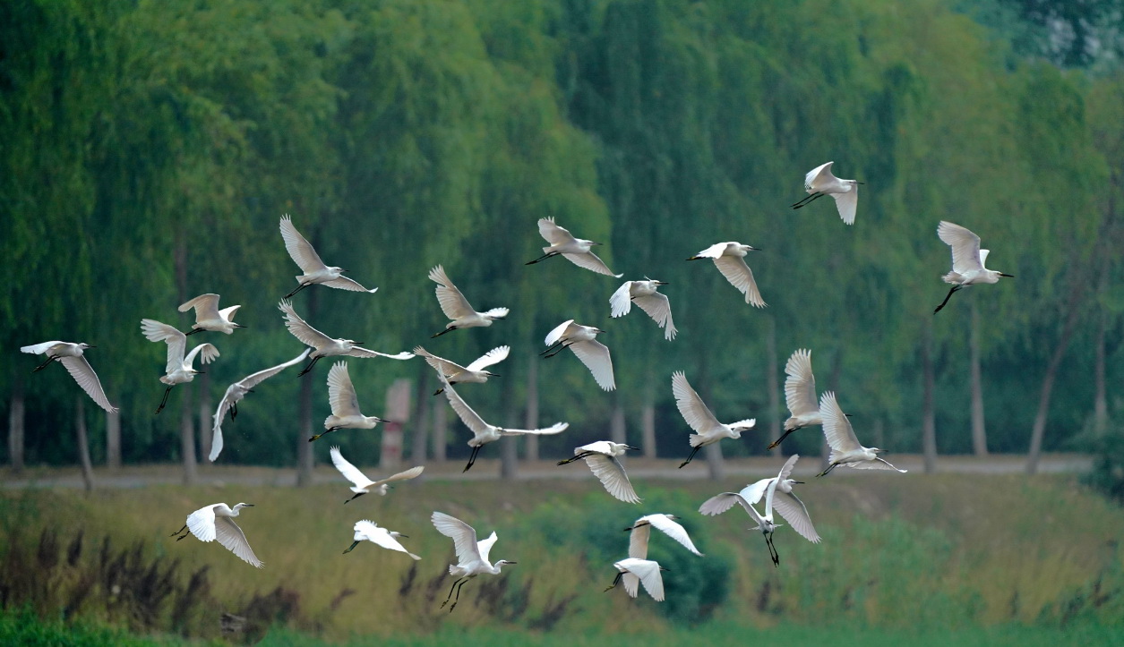 BIM建筑|白鹭齐飞 湿地展翼：渤海科技大学体育馆 /中科院建筑设计研究院有限公司