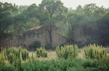 BIM建筑|ARVO 16：30酒店: 接住光影草木的城堡 / 大料建筑-BIM建筑网