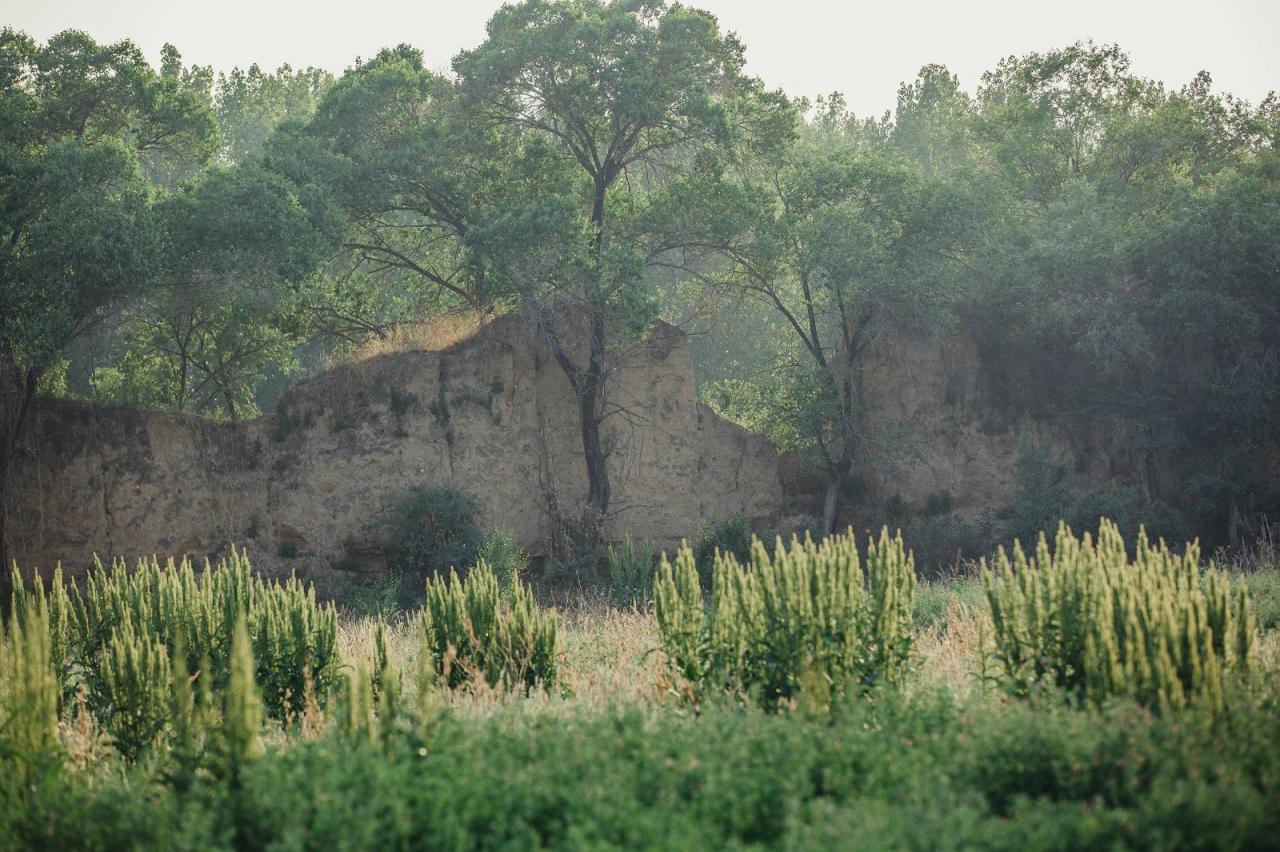 BIM建筑|ARVO 16：30酒店: 接住光影草木的城堡 / 大料建筑