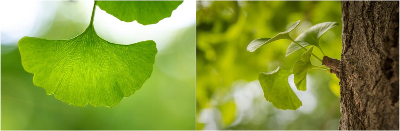 BIM建筑|树叶的结构：南溪欢乐田园野趣酒店树屋设计 / 王晖建筑工作室